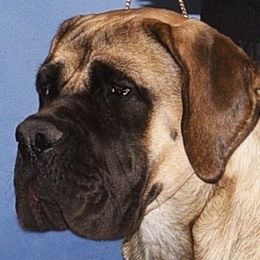 SOLO - Mastiff