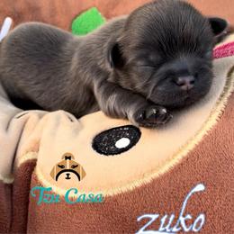 Zuko - Blue male Shih Tzu puppy in Mercedes, Texas from Tzu Casa