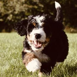 Goldendoodle Puppies from Labradoodleday