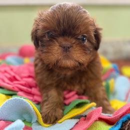 Randy - Red male Shih Tzu puppy in Stafford, Virginia from Bayview Pups