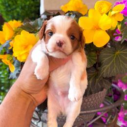 River - Blenheim male Cavapoo puppy in Salt Lake City, Utah from SunnySide Mini Doodles