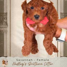 Savannah - Red  female Goldendoodle puppy in Norcross, Georgia from Teddy Puppies