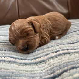 Ruby - Red female Cavapoo puppy in Glendale, Arizona from Dashing Dogs