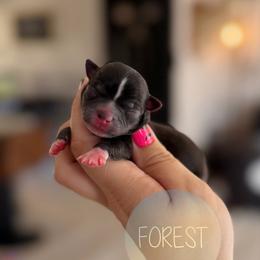 Forest - Fawn brindled black male Chihuahua puppy in Harrison, Michigan from Cloud9 Chihuahuas