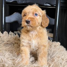 Ginny - Red female Bernedoodle puppy in Tyner, Kentucky from Good Dog Doodles