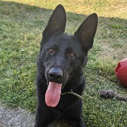 JD - German Shepherd