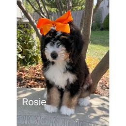 Rosie the Riveter - Tri-color female Bernedoodle puppy in Olathe, Kansas from VonDoodles Bernedoodles & Sheepadoodles