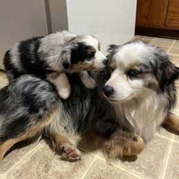 Miniature Australian Shepherd Puppies from Broken T Australian Shepherds