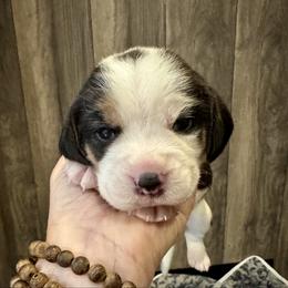 Yellow female - Black white and tan female Beagle puppy in Viper, Kentucky from Mountain Top