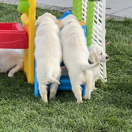 Golden Retriever and Jack Russell Terrier Puppies from Shelby Burleson's Golden Retrievers and Jack Russell Terriers