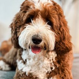 Fendi - Goldendoodle