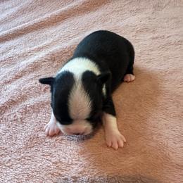 Amethyst Girl 1 - Black and white female Boston Terrier puppy in Brookville, Ohio from Best Friend Bostons