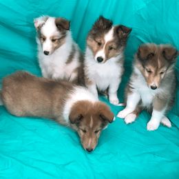 Shetland Sheepdog Puppies from Myers Horse Farms, Inc