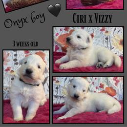 ONYX Boy - White male German Shepherd puppy in Apache Junction, Arizona from CS Vista Farms