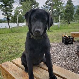Labrador Retrievers from White Mountain Kennels