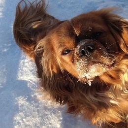 Keemun - Cavalier King Charles Spaniel