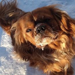 Keemun - Cavalier King Charles Spaniel