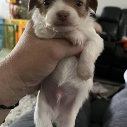 Chihuahuas from RodriguezPawPack