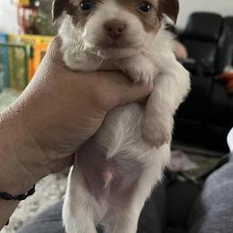 Chihuahuas from RodriguezPawPack