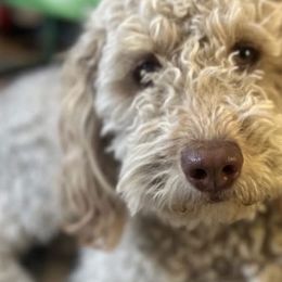 Sophie - Bernedoodle