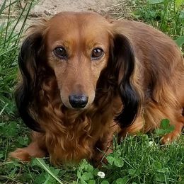 Chihuahuas and Dachshunds from Susie'q's Dachshunds and Chihuahuas