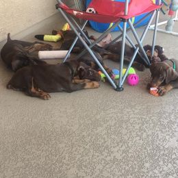 Doberman Pinscher Puppies from Prima Dobermans