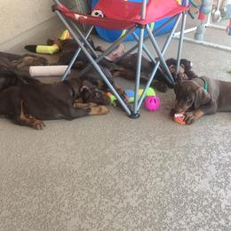 Doberman Pinscher Puppies from Prima Dobermans