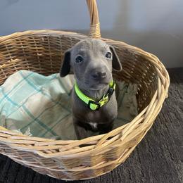 Enzo - Blue male Italian Greyhound puppy in Lancaster, Missouri from White Stone Ranch