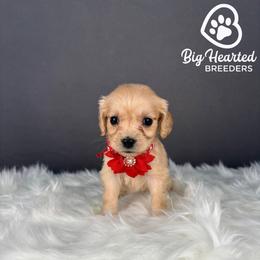 Mary - Cream female Goldendoodle puppy in Utah County, Utah from Big Hearted Breeders