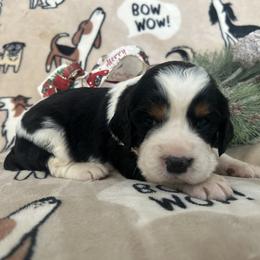 Harper - Black white and tan female English Springer Spaniel puppy in Las Vegas, Nevada from Legacy