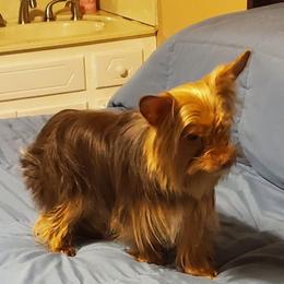 Sugar Bear - Liver female Yorkshire Terrier puppy in Talladega, Alabama from Scott And Tammy's Lil Yorkies