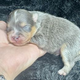 Kermit - Blue and tan male Pomeranian puppy in Kilgore, Texas from 5 Star Poms