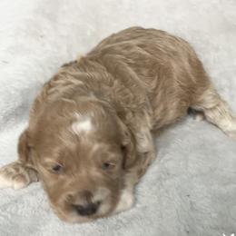 Girl 2 - Apricot female Goldendoodle puppy in Lapeer, Michigan from Doodle All Day