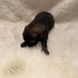 Boy 4 - Sable male German Shepherd puppy in Hollis Center, Maine from Noble German Shepherds of Maine