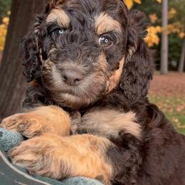Orange - Grizzle and white male Sheepadoodle puppy in Salem, Oregon from Oregon Poodle Oodle Doodles