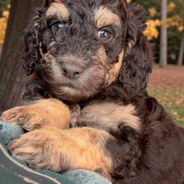 Orange - Grizzle and white male Sheepadoodle puppy in Salem, Oregon from Oregon Poodle Oodle Doodles