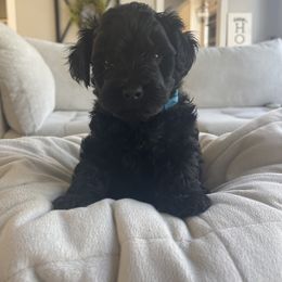Yorkipoo Puppies from Bossman Yorkipoos