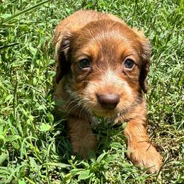 AKC female 1 - Chocolate and tan female Dachshund puppy in Knoxville, Tennessee from Thea's Puppies