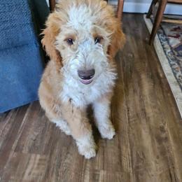 Pine - Yellow and white male Bernedoodle puppy in Pismo Beach, California from Beach Bernedoodles