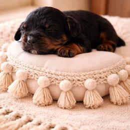 Texas ranger - Tri-color male Bernedoodle puppy in Carlotta, California from Lost Coast Bernese Mountain Dogs