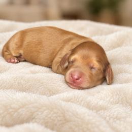 Copper - Red male Dachshund puppy in Mountainburg, Arkansas from Farm House miniatures