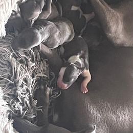 Italian Greyhound Puppies from Fisher Link