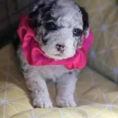 Girl 1 - Black and tan female Corgipoo puppy in Junction, Utah from Sugar Doodles
