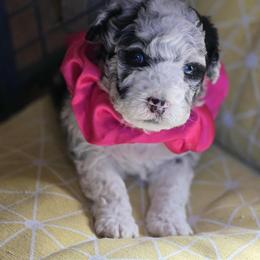 Girl 1 - Black and tan female Corgipoo puppy in Junction, Utah from Sugar Doodles