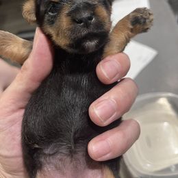 Yorkshire Terrier Puppies from K’s Yorkies