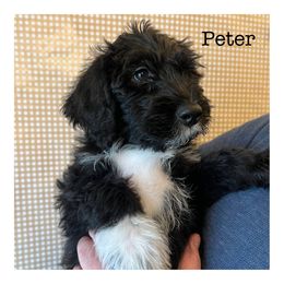 Peter pan - Schnoodle puppy in North Salt Lake, Utah from Isla Skye Puppies