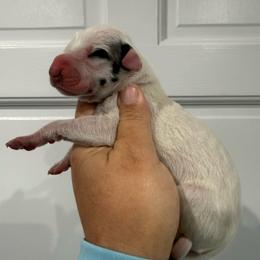 Jager - Harlequin female Great Dane puppy in Florida from Beachside Kennels