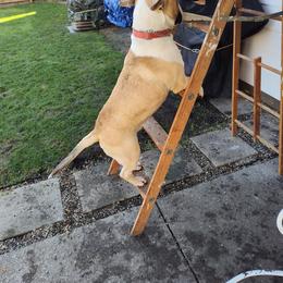 Bull Terrier Puppies from Lynn Hill Bull Terriers