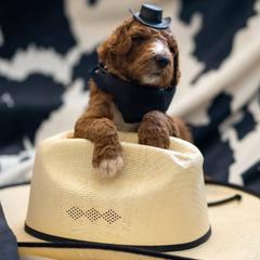 Goldendoodle Puppies from Griffin TX Doodles