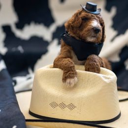 Goldendoodle Puppies from Griffin TX Doodles